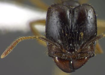 Media type: image;   Entomology 34169 Aspect: head frontal view